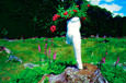 Rose garden